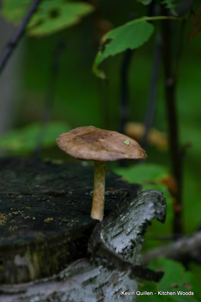 Mushroom on Stump